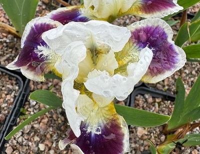 Iris 'Ditto'